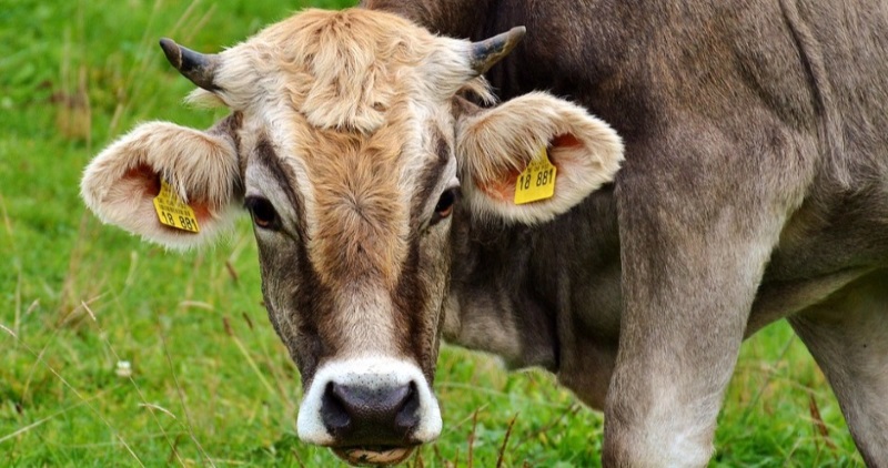 Dairy cow vulnerable to H5N1 avian influenza virus