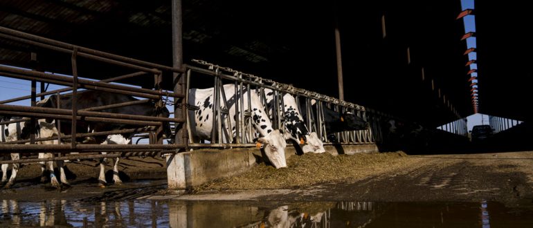 Cow in Texas amid discussion of H5N1 outbreak