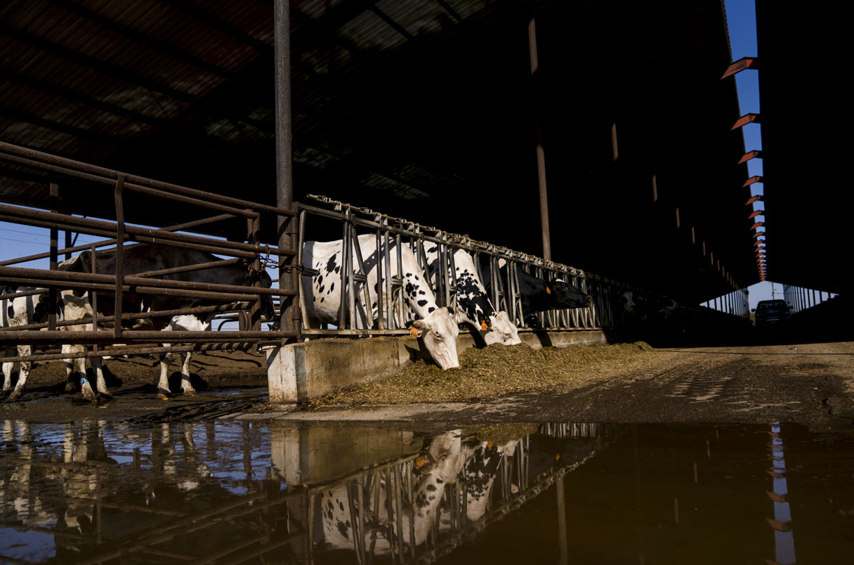 Cow in Texas amid discussion of H5N1 outbreak