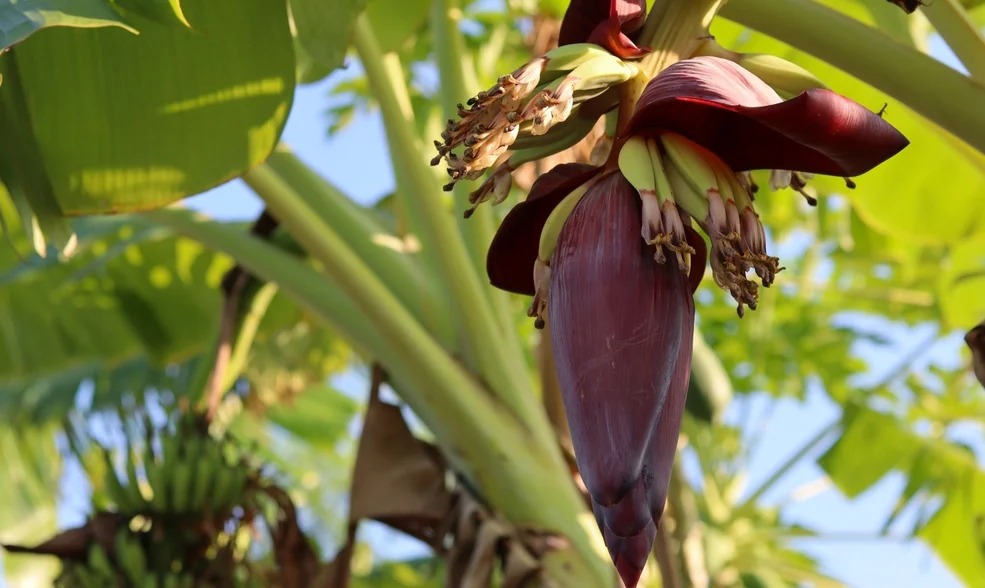 Банановое растение в оранжерее в Москве