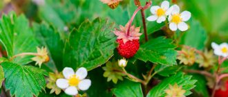 Цветущая земляника в ноябре в Москве