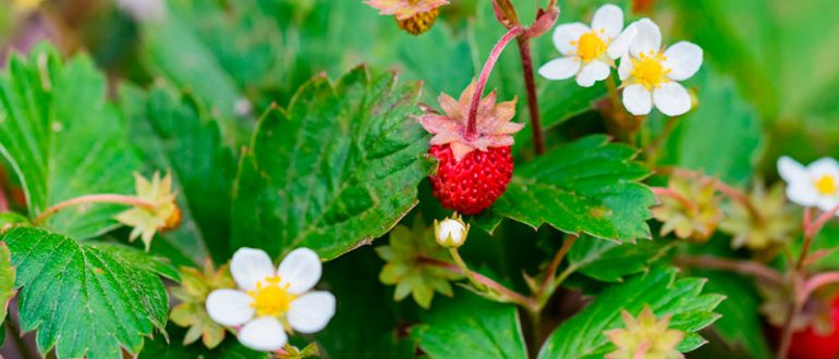 Цветущая земляника в ноябре в Москве