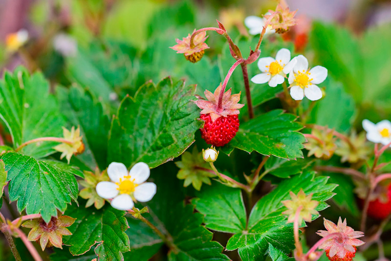 Цветущая земляника в ноябре в Москве