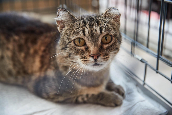 Пропавшая кошка нашлась в 1500 км от дома Пропавшая кошка нашлась в 1500 км от дома