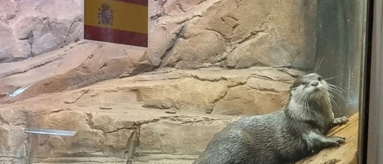 Выдра в вольере зоопарка рядом с флагом Испании предсказывает исход матча ЧМ-2026